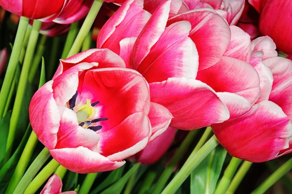 Nové růžové tulipány — Stock fotografie