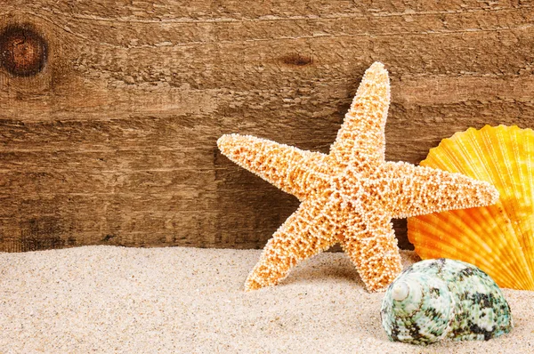 Sea star and shells — Stock Photo, Image