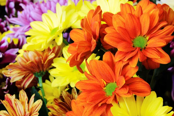 Multicolor gerber bloemen — Stockfoto