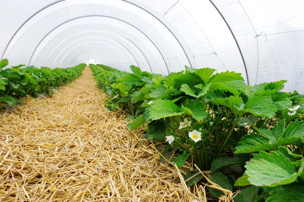 Greenhouse for strawberry cultivation — Stock Photo, Image