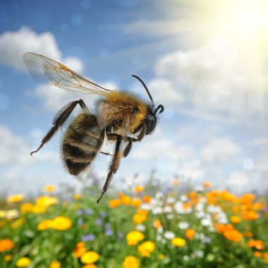 Bee flying over colorful flower field clipart