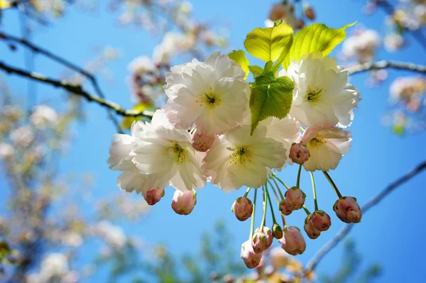 Hintergrund Frühlingsblüte — Stockfoto