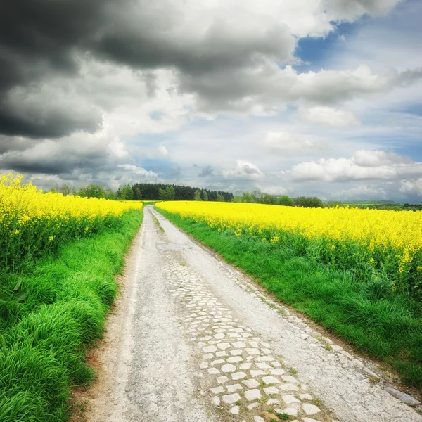 Landweg met koolzaad veld — Stockfoto