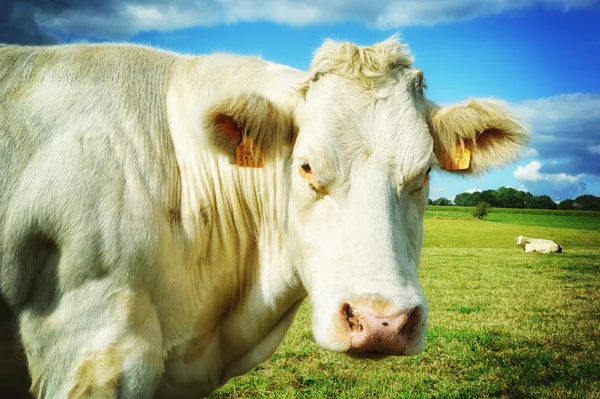 Cow at green field — Stock Photo, Image