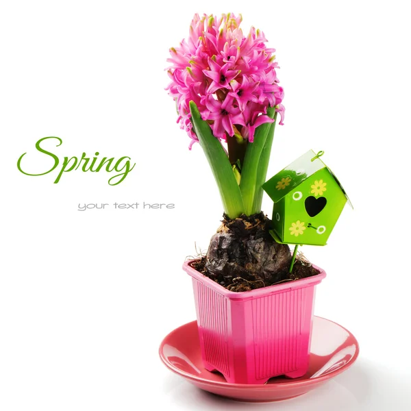 Ajuste de primavera con jacinto rosa — Foto de Stock