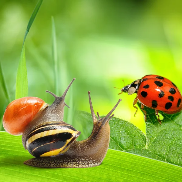 Dos caracoles y mariquita mirando el fondo verde — Foto de Stock