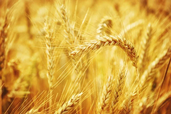 Closeup altın buğday alanı — Stok fotoğraf
