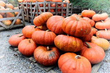 taze kabak yığını