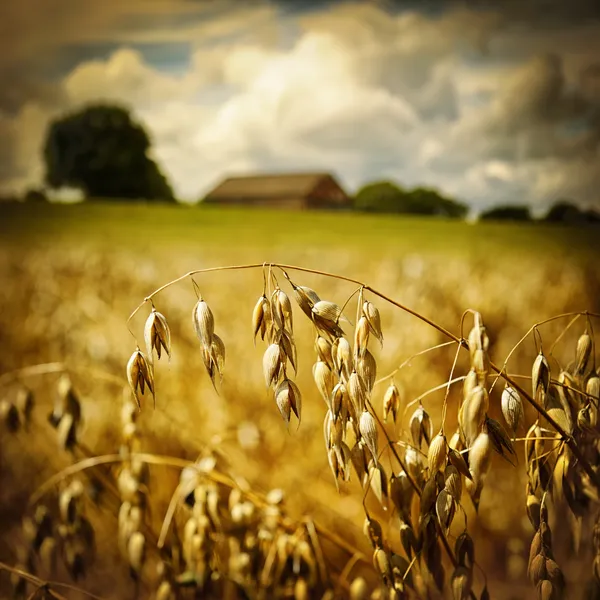 黄金の麦穂のマクロ — ストック写真