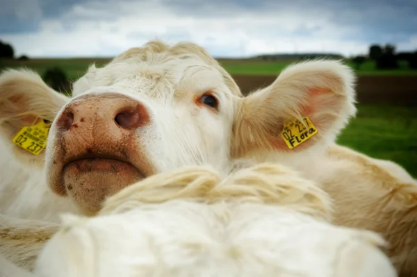 Funny white calf — Stock Photo, Image