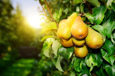 Fresh organic pears on tree branch clipart