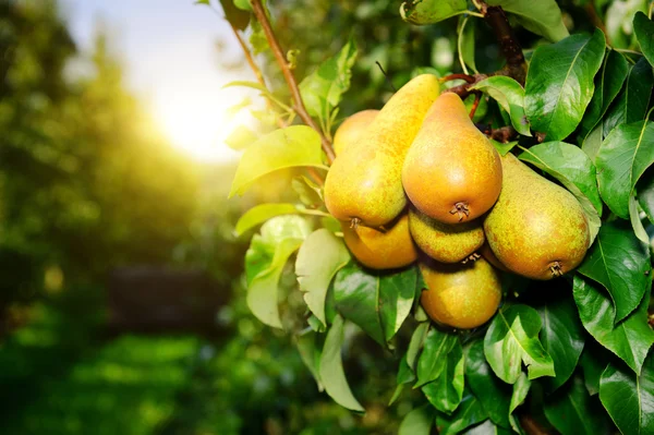 Fresh organic pears on tree branch — Stock Photo, Image
