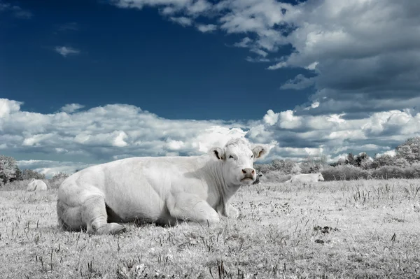 A tehén, a fehér és kék hangon táj — Stock Fotó