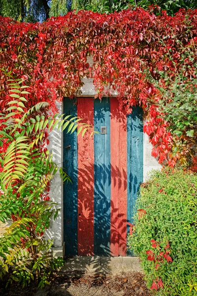 Colorful rustic door covered by lianas — Stock Photo, Image