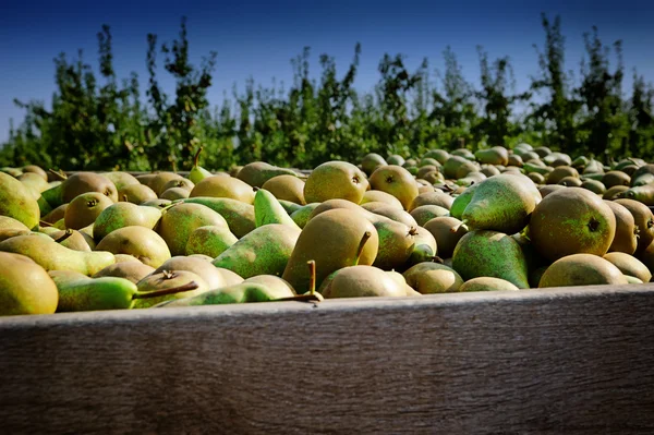 Freshly harvested pears — Stock Photo, Image