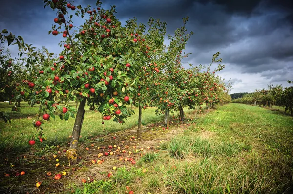 Apple orchard at cloudy day — Stock Photo, Image