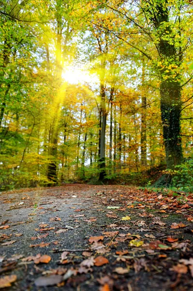 Sunny autumn day — Stock Photo, Image
