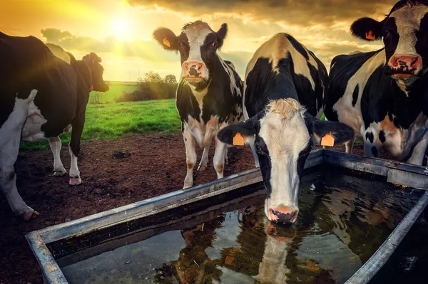 Herd of young calves drinking water — Stock Image Herd of young calves drinking water Stock Photo