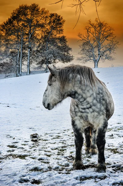 马在冬日的太阳下山 — 图库照片