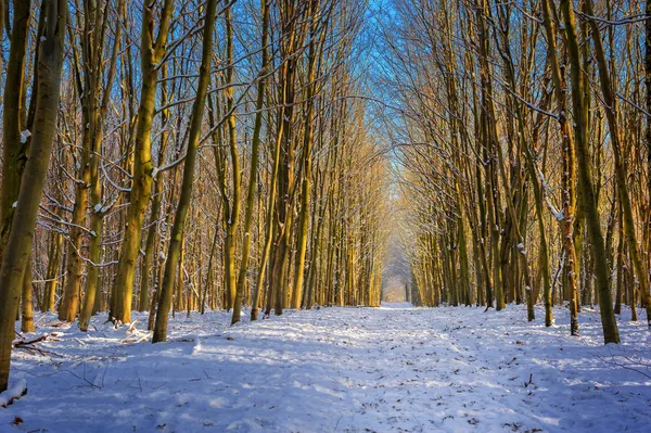 Paisaje invierno —  Fotos de Stock