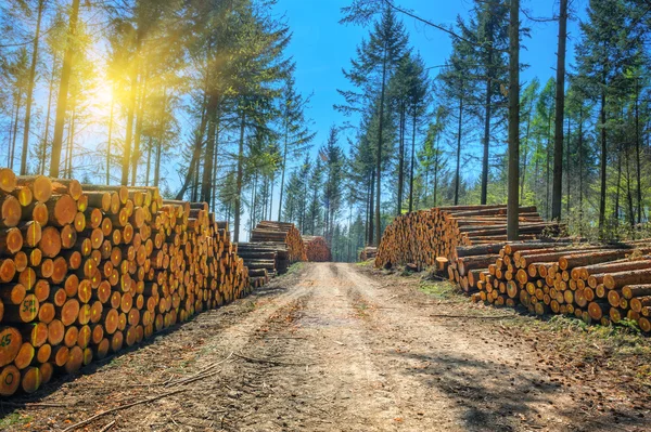 Log stacks ao longo da estrada da floresta — Fotografia de Stock