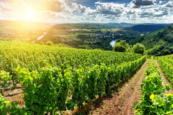 Landscape with vineyard — Stock Photo, Image