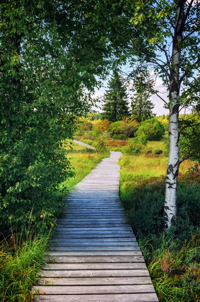 Summer landscape with wooden pathway — Stock Photo, Image
