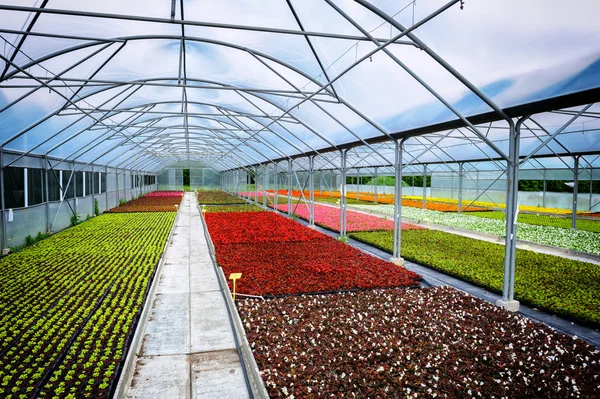 Broeikasgassen voor het kweken van bloem — Stockfoto