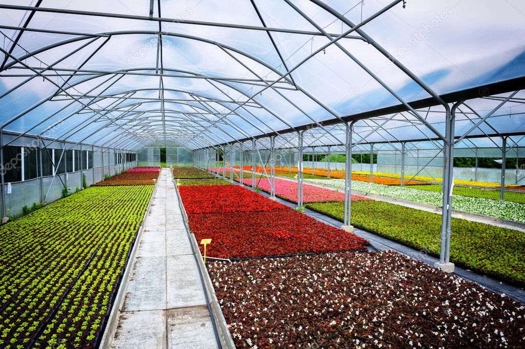 Greenhouse for flower growing Stock Photo by ©paulgrecaud 39228071