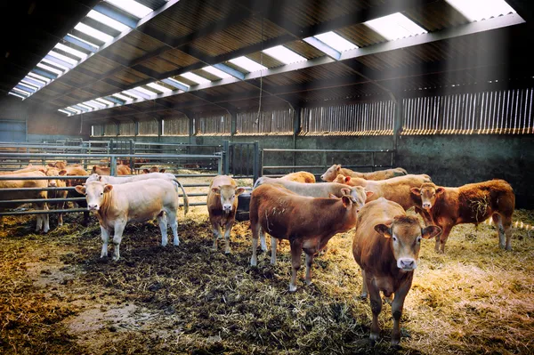 Manada de vacas em estábulo — Fotografia de Stock