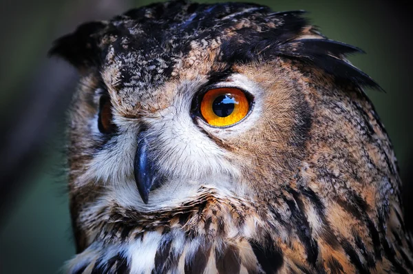 Wild owl closeup — Stock Photo, Image