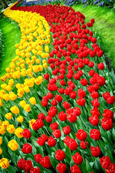 Flower bed multicolored tulips — Stock Photo, Image