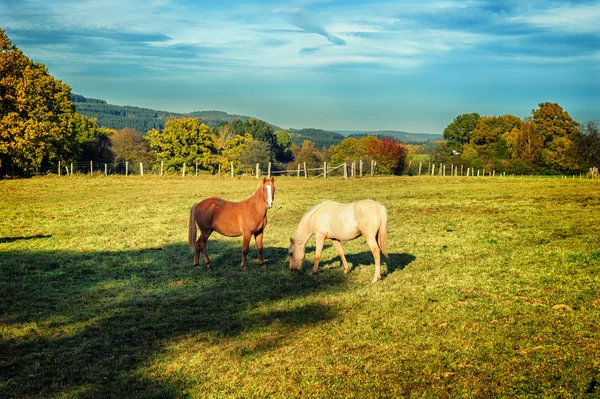 Pferde auf Sommerbauernhof — Stockfoto