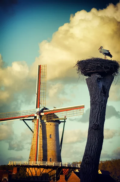 Nid de cigogne à côté du moulin traditionnel Holland — Photo