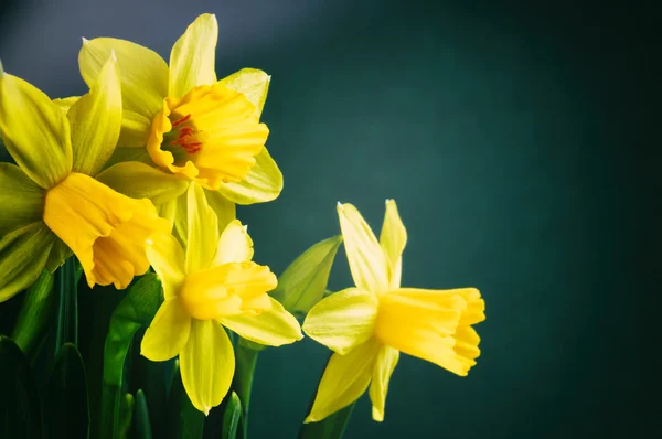 Žluté narcisy na temně zeleném pozadí — Stock fotografie