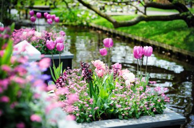 keukenhof bahçelerde güzel çiçekler