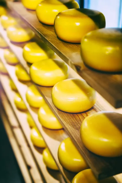 Cheese rounds on wooden shelves — Stock Photo, Image