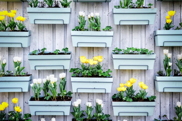 Wooden wall with spring tulips — Stock Photo, Image