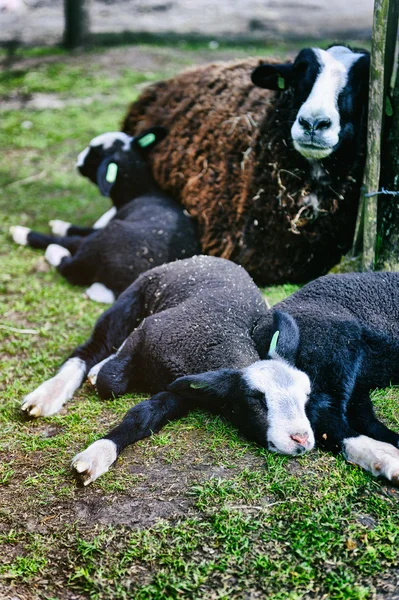 Mãe ovelhas descansando com seus cordeiros — Fotografia de Stock