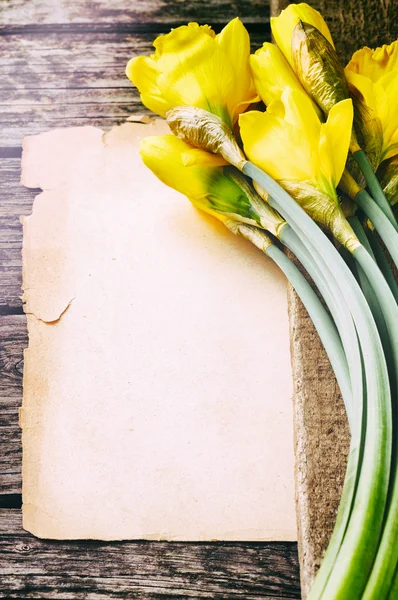 Frühling Hintergrund mit gelben Narzissen — Stockfoto