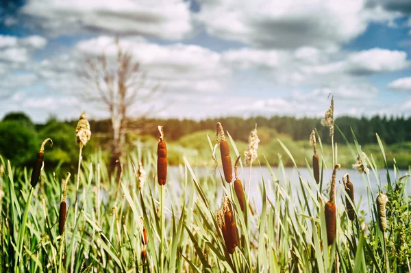 Landschap met lisdodde — Stockfoto