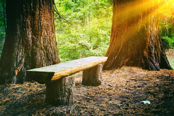 Деревянная скамейка в летнем лесу — стоковое фото