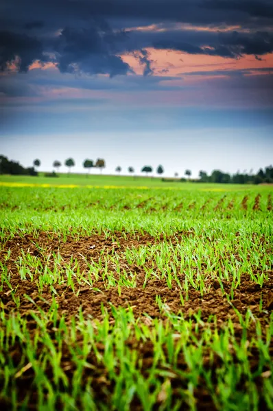 Campo agrícola con brotes verdes de trigo — Foto de Stock