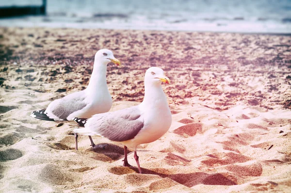 Gaivotas na praia — Fotografia de Stock