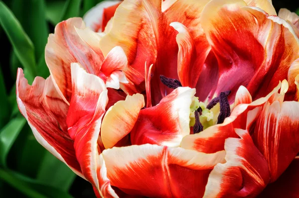 Macro di tulipano rosso — Foto Stock