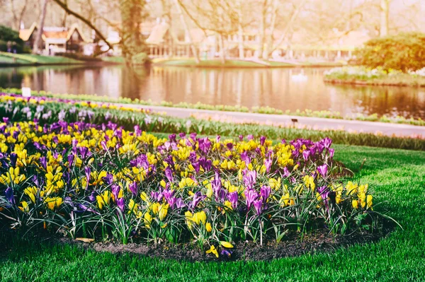 Bunte Krokusse im Keukenhof-Garten — Stockfoto