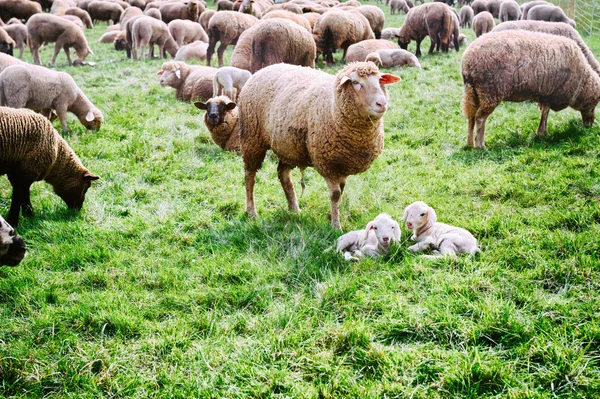 Gregge di pecore al campo verde — Foto Stock