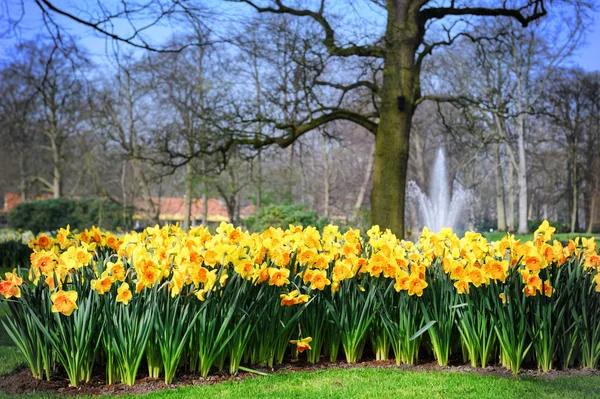 Spring landscape with yellow daffodils — Stock Photo, Image