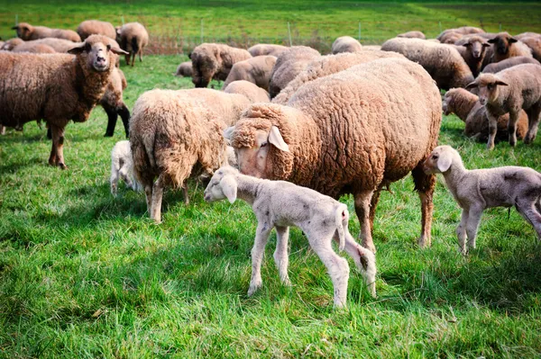 Schapen herd op groen veld — Stockfoto