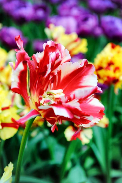 Kvetoucí Tulipán — Stock fotografie